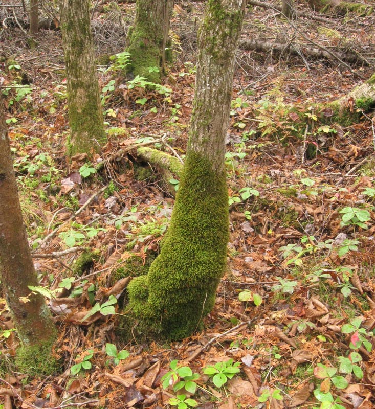 Anomodon rugelii